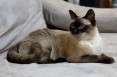 Kot burmski – towarzyski mieszkaniec twojego domu