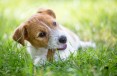Przysmaki dla psów i szczeniąt – od kiedy podawać i jakie wybierać?