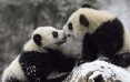 Chiny budują kolejny rezerwat dla Pand