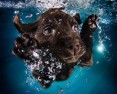 Galeria „Underwater Puppies” od Seth'a Casteel'a