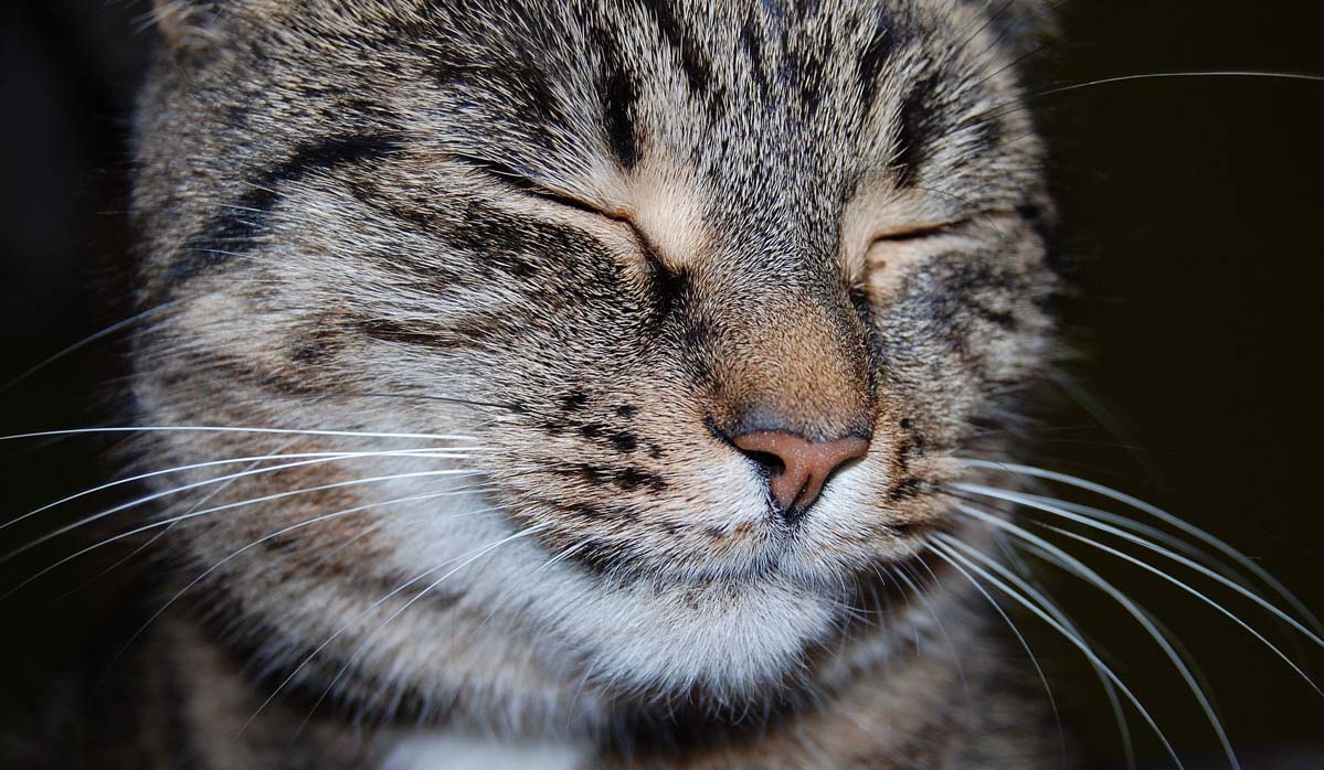 Kiedy i jak często odrobaczać kota