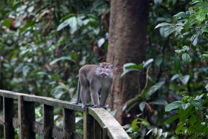 makak singapur fauna Wyspy Singapur przyroda