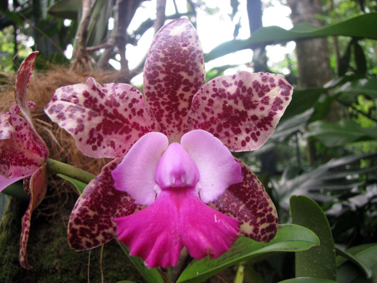 orchidea