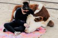 Przytulanie krów staje się najnowszym światowym trendem zdrowotnym
