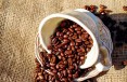 Gatunki kawy – o czym warto wiedzieć?