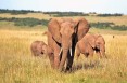 Pomysł na ocalenie słoni